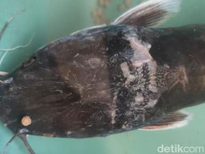 Ada Gambar Garuda di Kepala Lele Bermulut Dua yang Ditemukan Warga Jember