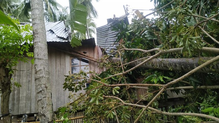 Rumah Warga di Polman Rusak Tertimpa Pohon Tumbang, Tak Ada Korban