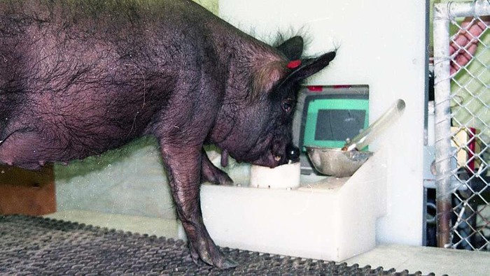 Babi memiliki kemampuan luar biasa untuk belajar cara bermain video game. Ini bisa menjadi tanda bahwa babi merupakan salah satu hewan berkognitif baik.
