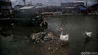 Kampung itu menjadi langganan banjir rob semenjak pembangunan pelabuhan Kali Adem sehingga resapan air rob tidak berjalan dengan baik.