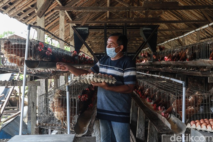 Seorang pensiunan guru asal Blitar, Jawa Timur, bernama Sukarman sukses menjadi peternak ayam petelur. Ini kisahnya dalam bingkai foto.