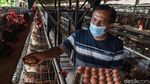 Ini Sukarman, Pensiunan Guru yang Sukses Jadi Peternak Ayam Petelur