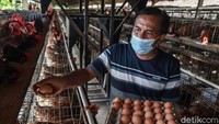 Sukarman merupakan pensiunan guru fisika dan beralih profesi menjadi peternak ayam layer pada tahun 1996. Dia merupakan peternak generasi kedua yang kini memiliki ayam lebih dari 2.000 ekor ayam.