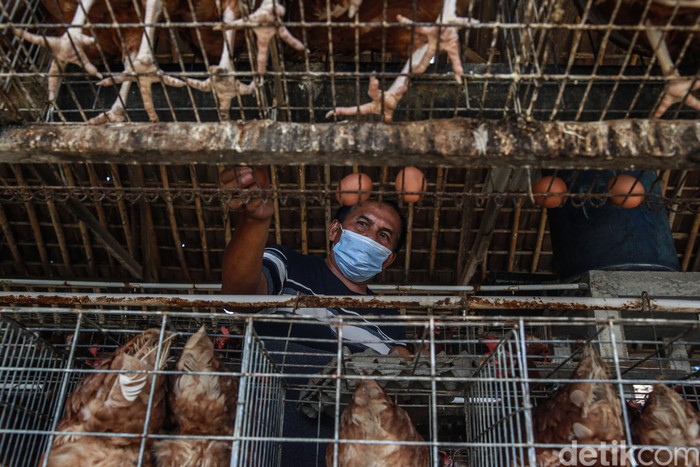 Seorang pensiunan guru asal Blitar, Jawa Timur, bernama Sukarman sukses menjadi peternak ayam petelur. Ini kisahnya dalam bingkai foto.