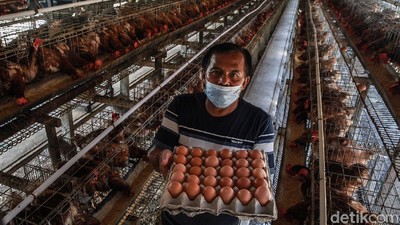 Ini Sukarman, Pensiunan Guru yang Sukses Jadi Peternak Ayam Petelur