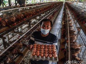 Kementan Klaim RI Swasembada Ayam-Telur, tapi...