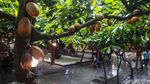Kampung Coklat Ini Ada di Blitar Lho Gaes
