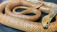 Jumlah spesies ular di dunia ada lebih dari 3.000 spesies yang tersebar di seluruh dunia. (Animal Emergency Service Facebook)