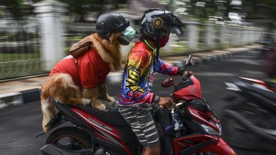 Jangan Mau Kalah, Anjing Pintar ini Taat Protokol Kesehatan Lho
