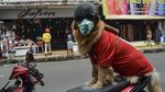 Jangan Mau Kalah, Anjing Pintar ini Taat Protokol Kesehatan Lho