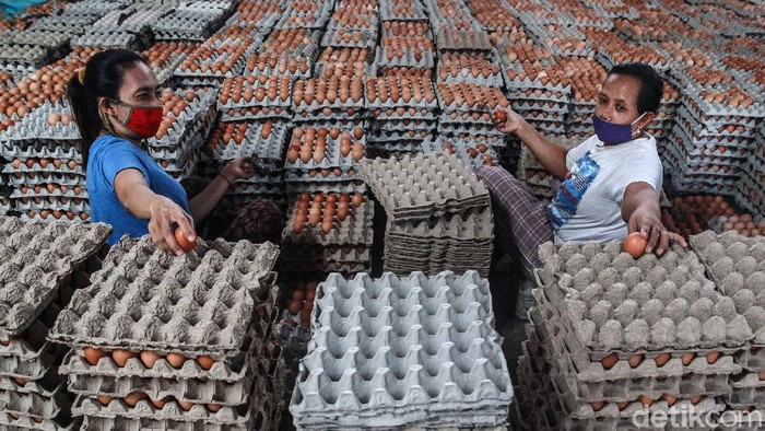 Pengemasan Telur Blitar Para pekerja menyortir telur sesuai kualitas sebelum dikemas dalam wadah di gudang Koperasi Peternak Unggas Sejahtera, di Kecamatan Ponggok, Blitar (2/2/2021). Telur dipisah menjadi 3 kategori utama yakni kulit telur dengan coklat, krem dan putih.