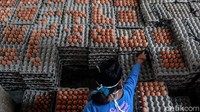 Seorang pekerja nampak menyortir telur untuk dikirimkan ke wilayah Pulau Jawa.