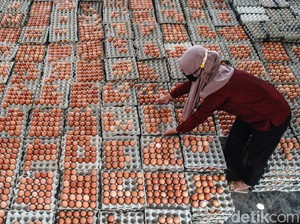 Jadi Sentra Unggas, Blitar Sumbang 30% Stok Telur Ayam Nasional
