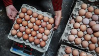 Detikcom bersama BRI mengadakan program Jelajah UMKM ke beberapa wilayah di Indonesia yang mengulas berbagai aspek kehidupan warga dan membaca potensi di daerah. Slah satunya snetar ayam petelur di Blitar.
