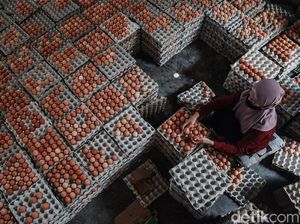 Intip Pengemasan Telur di Blitar Tidak Pernah Sepi Meski Pandemi