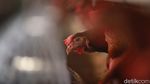 Melihat Primadona Masyarakat Blitar Ternak Ayam Petelur