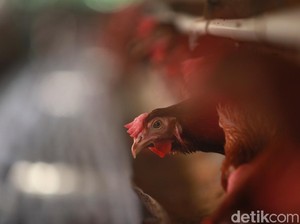 Kementan Sebut Impor GPS Ayam Ras Sesuai Kalkulasi & Permentan