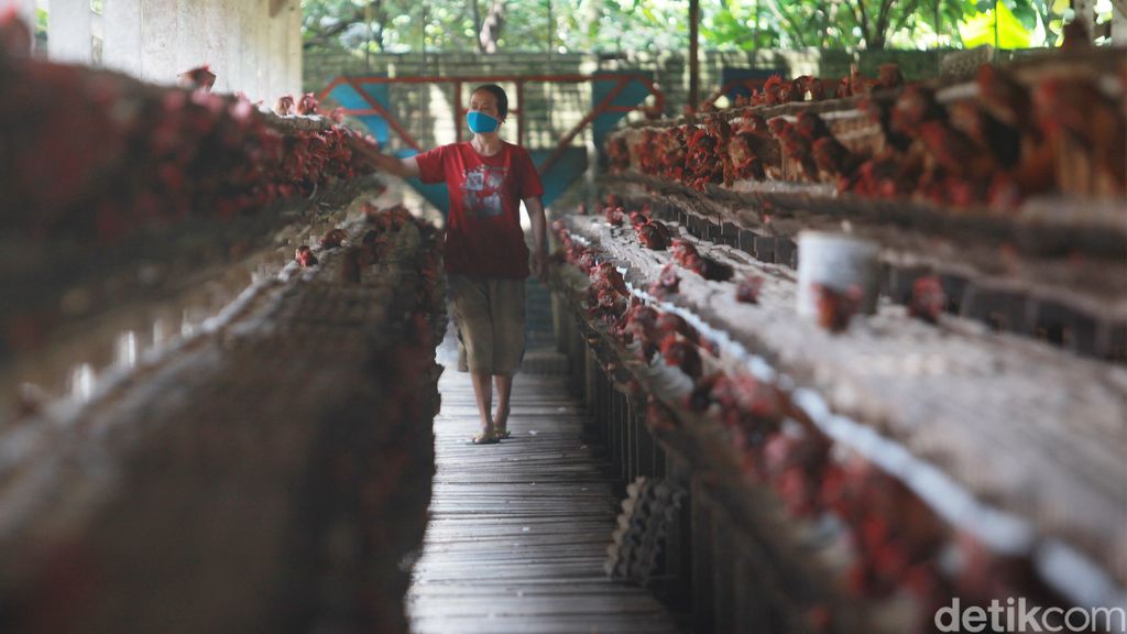 Para pekerja melakukan perawatan rutin di peternakan ayam petelur di Blitar, Jawa Timur, (2/2/2021). Peternakan ayam petelur masih menjadi primadona untuk menopang ekonomi masyarakat Blitar di sektor pertanian. Sejarah peternakan telur di Blitar dimulai pada era 80an dan terus tumbuh hingga saat ini. (ARI SAPUTRA/detikcom)