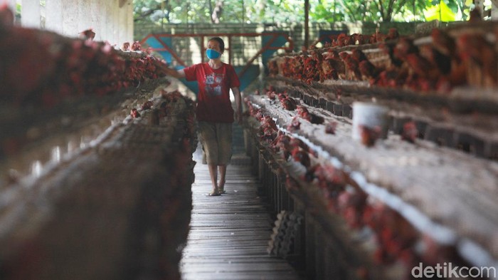 Peternak Ayam Petelur Blitar BRI Para pekerja melakukan perawatan rutin di peternakan ayam petelur di Blitar, Jawa Timur, (2/2/2021). Peternakan ayam petelur masih menjadi primadona untuk menopang ekonomi masyarakat Blitar di sektor pertanian. Sejarah peternakan telur di Blitar dimulai pada era 80an dan terus tumbuh hingga saat ini. (ARI SAPUTRA/detikcom)