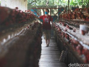 Nasib Peternak Ayam Petelur Saat Ini, Harga Jual Murah Namun Pakan Mahal