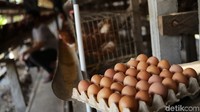 Hasil panen yang melimpah membuat peternakan ayam petelur ini majasi primadonamasyarakat Blitar.