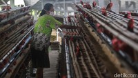 Peternakan ayam petelur masih menjadi primadona untuk menopang ekonomi masyarakat Blitar di sektor pertanian.