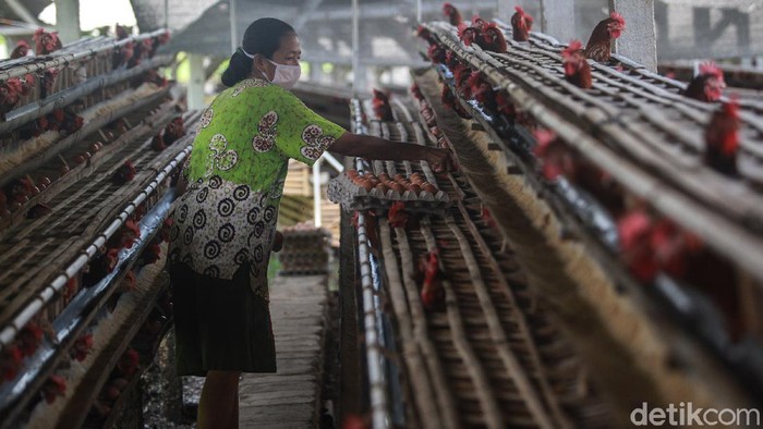 peternak ayam petelur blitar