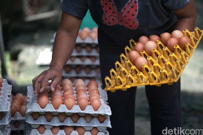 Para pekerja melakukan perawatan rutin di peternakan ayam petelur di Blitar, Jawa Timur, (2/2/2021). Peternakan ayam petelur masih menjadi primadona untuk menopang ekonomi masyarakat Blitar di sektor pertanian. Sejarah peternakan telur di Blitar dimulai pada era 80an dan terus tumbuh hingga saat ini. (ARI SAPUTRA/detikcom)