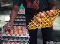 Proyek Hilirisasi Ayam Bakal Tambah 1,5 Juta Ton Daging-1 Juta Ton Telur