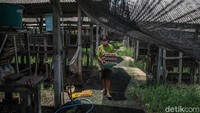 Perawatan kadang juga merupakan hal yang sangat diperhatikan dalam menghadapi kondisi cuaca,  efisiensi penggunaan air  guna meningkatkan kulitas telur.