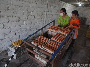 Pandemi Tak Surutkan Produksi Telur Ayam Blitar