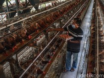 Proyek Hilirisasi Industri Ayam Dimulai, Peternak Raup Pendapatan Segini