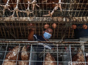 Dear Peternak Ayam, Pakai Teknologi Pakan Ini Biar Hemat Belasan Juta