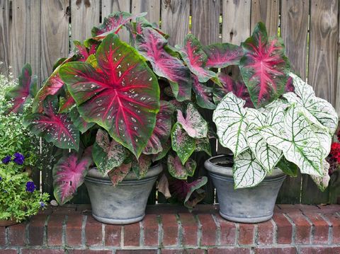 Caladium planters-red and white. Horizontal.