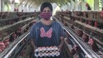 Tatapan Optimis Para Pejuang Telur