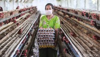 Muslikhak yang bekerja sejak 4 tahun lalu terlihat senang melewati hari dengan memungut telur dan merawat kandang.  