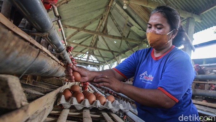 Para pekerja yang menggantungkan hidup dari industri ternak ayam petelur melakukan aktifitas sehari-hari di dalam kandang di kawasan Blitar, Jatim.