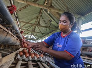 Top! Telur Dalam Negeri Terbang ke Myanmar dan Vietnam
