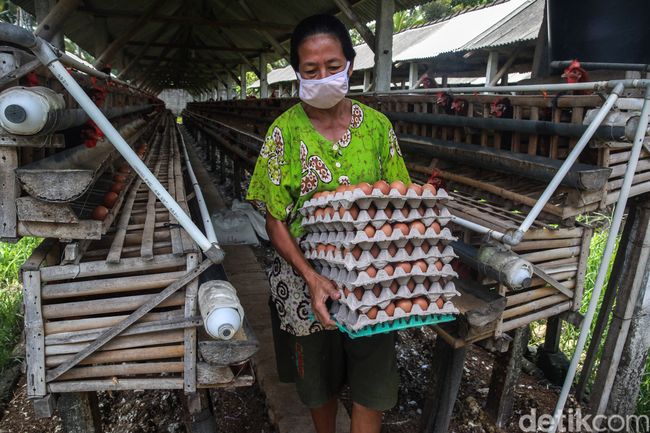 Tatapan Optimis Para Pejuang Telur