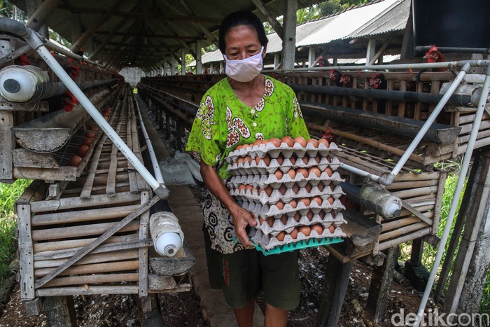 Para pekerja yang menggantungkan hidup dari industri ternak ayam petelur melakukan aktifitas sehari-hari di dalam kandang di kawasan Blitar, Jatim.