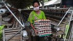 Tatapan Optimis Para Pejuang Telur