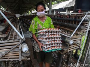Syarief Hasan Minta Pemerintah Cari Solusi Stabilkan Harga Telur