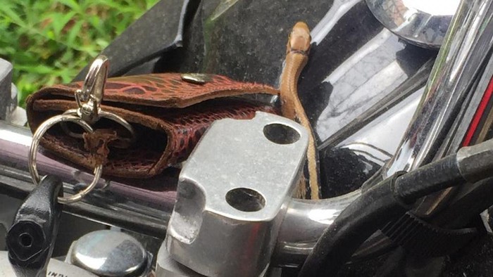 Ular keluar dari tangki motor