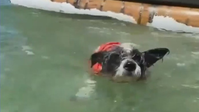Anjing diserang hiu