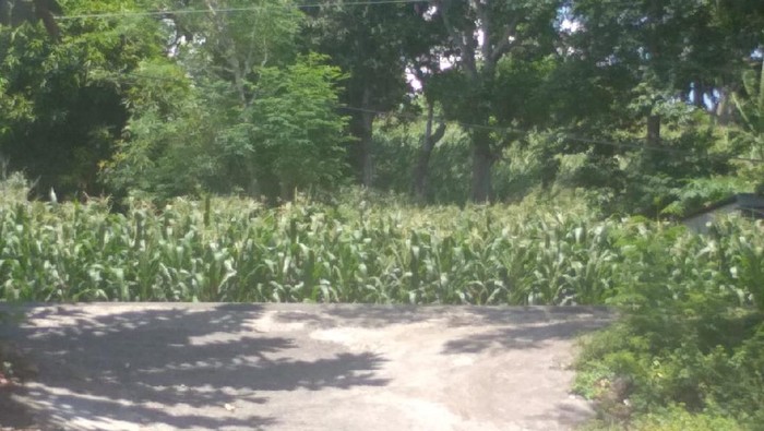 Lokasi pocong di Sulsel lari saat dikejar anjing. Lokasi pocong di Sulsel lari saat dikejar anjing.