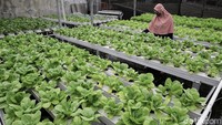 Ia menyulap atap rumahnya menjadi perkebunan hidroponik yang mampu menghasilkan pundi uang setiap bulannya. Hal itu diungkapkannya di Tangerang, Selasa (16/2/2021).
