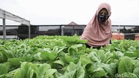 Diakui Sutriani, dengan ketelatenannya berbudidaya sayuran hidroponik, Ia sukses memanen untung sekitar Rp 5 juta setiap bulannya saat sebelum terjadinya pandemi.  