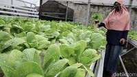 Pembeli dapat memanen atau memilih sendiri sayuran yang diinginkan, dengan harga yang terjangkau Rp 5 ribu per ikatnya. Sutriani juga mencoba berinovasi dalam pengolahan sayuran hidroponik menjadi jus kemasan yang menyehatkan. Mencampurkan nanas dan madu. Sutriani, juga sukses berjualan jus pokcoy tanpa rasa atau aroma sayuran.