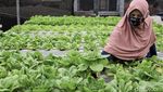 Pasang Surut Bisnis Budi Daya Hidroponik di Masa Pandemi
