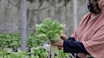 Pasang Surut Bisnis Budi Daya Hidroponik di Masa Pandemi
